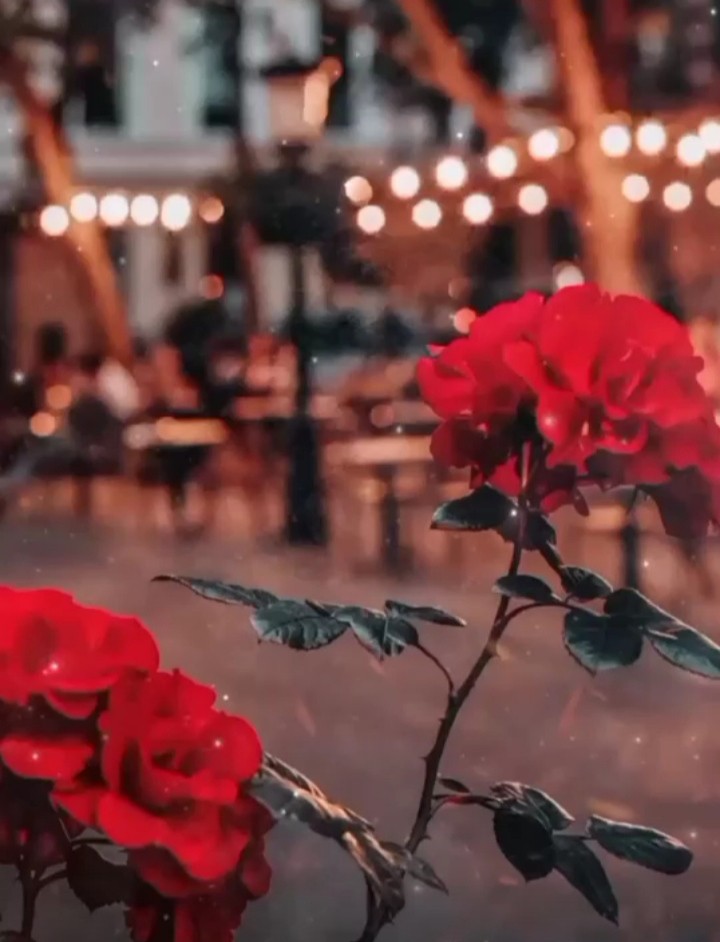 فاطمه عباسی