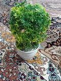 حیدر صالحی