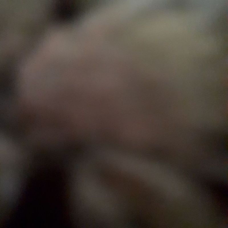 مرتضی درویش