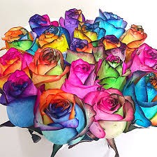 مریم روحی محمدی