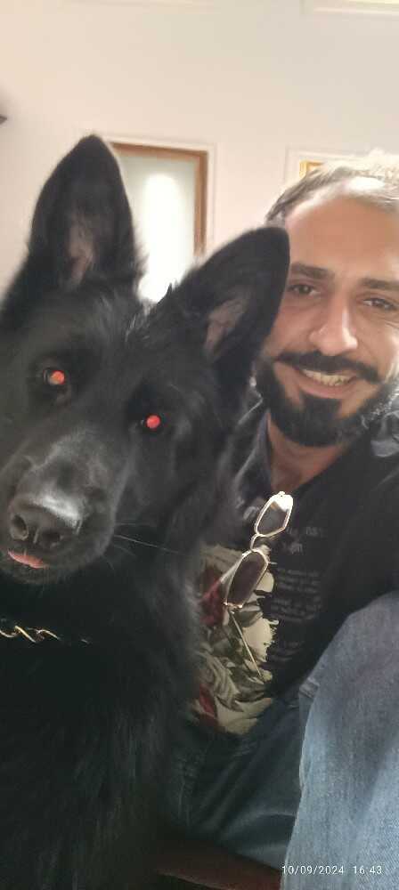 شکیب کیخواه