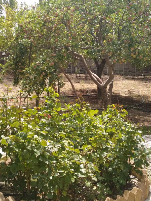 حمیدرضا معارف چهر