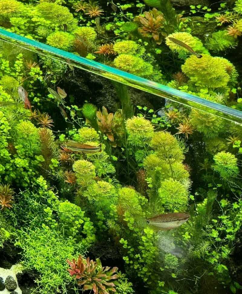 شاهین رحیم پور