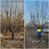 مسعود محمدی