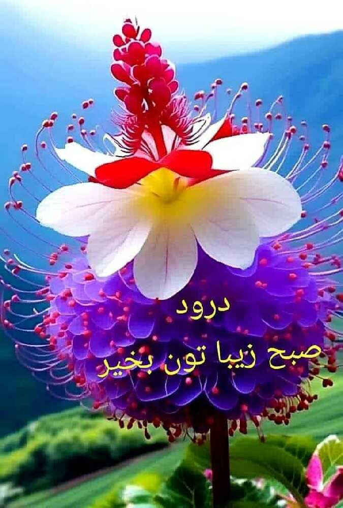 فریبا مرادپور