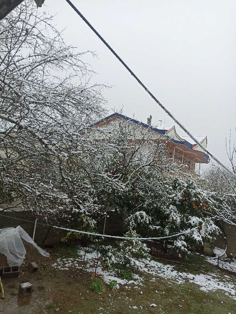 تقی باقرزاده