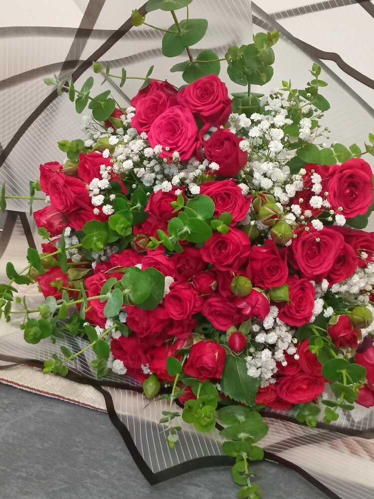 ثریا سلیمانی
