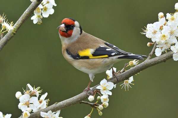 شهریار قادری
