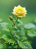 حبیبه گودرزی