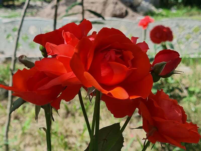 نسیم طهرانی