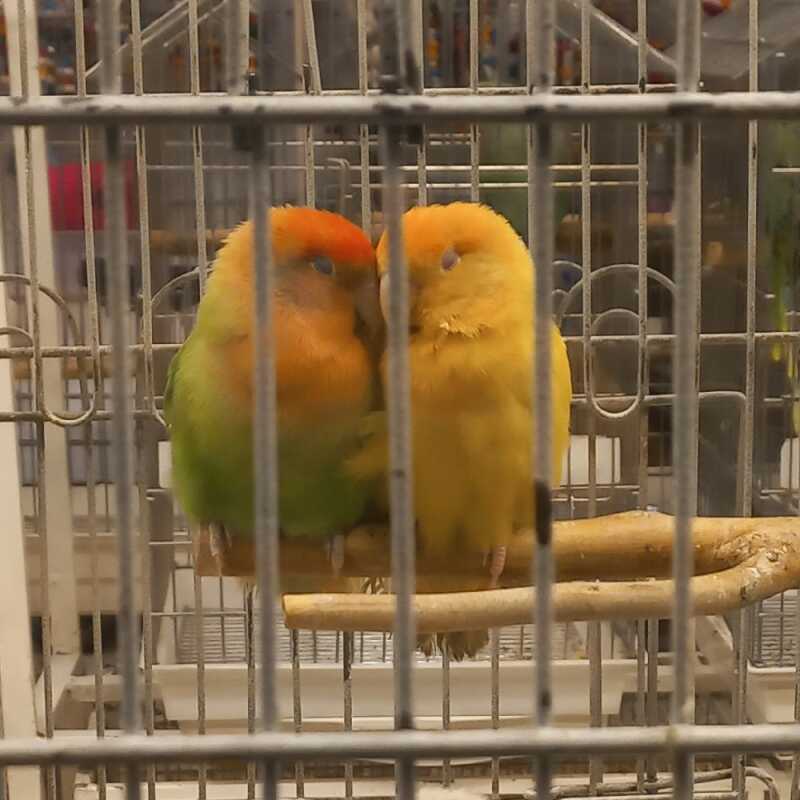 امیرحسین ملت