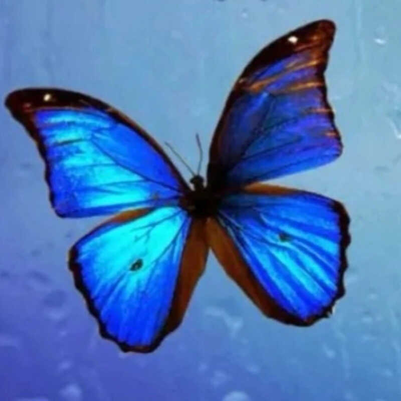 ثریا سلیمانی