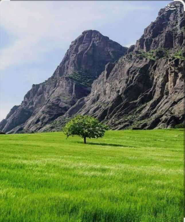 مریم شیراوند