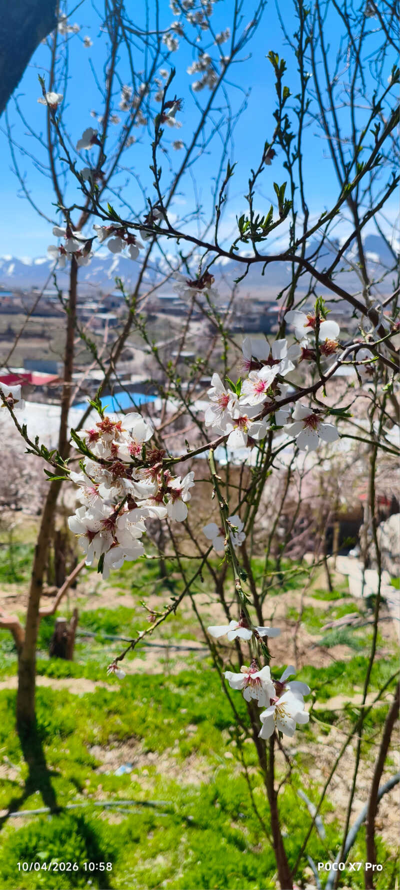 فریده قربانی
