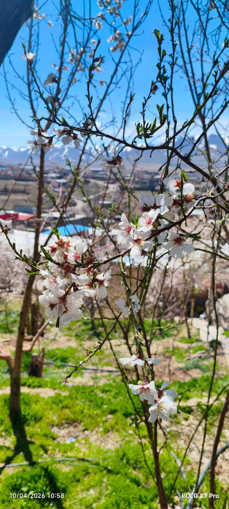 فریده قربانی