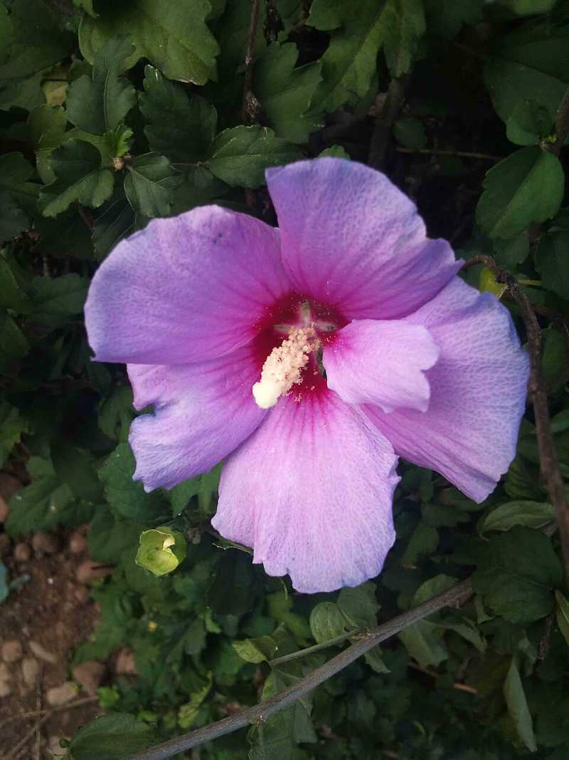 مریم سلگی