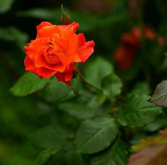 الهه نعمت الهی