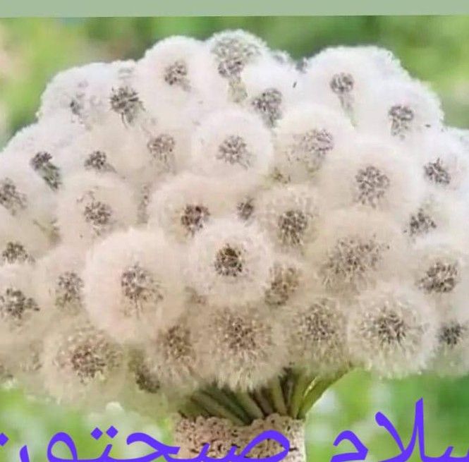 زهرا امیری