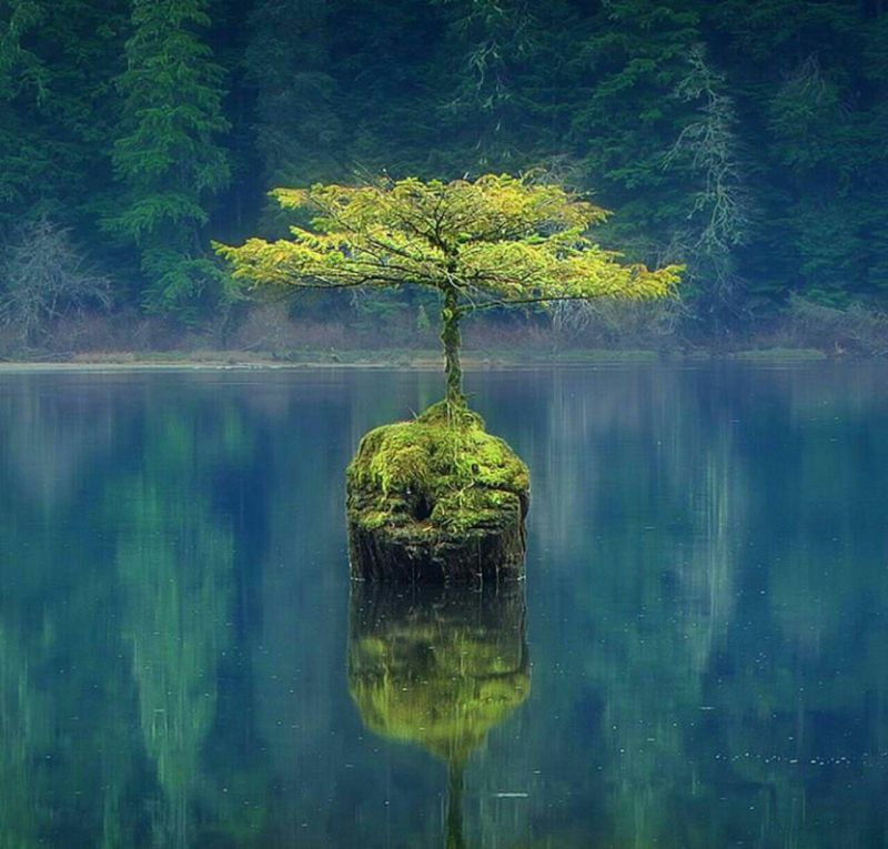 محمدرضا شهسواری