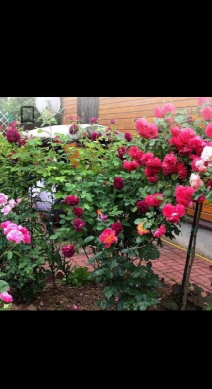 هادی ارطیس