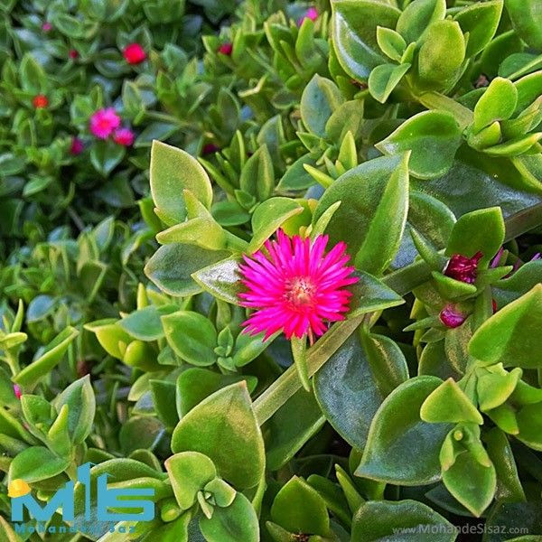 سیدعلی کاهانی