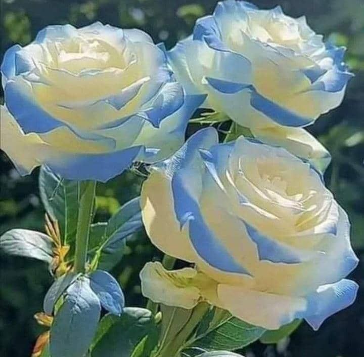 سید ماه طلا رضوی