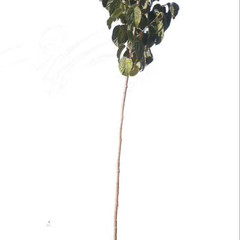 resume image