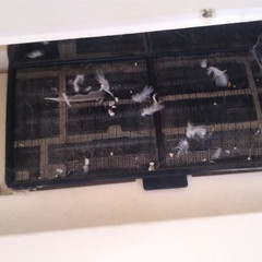 resume image