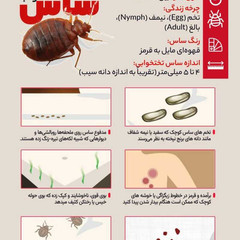 resume image